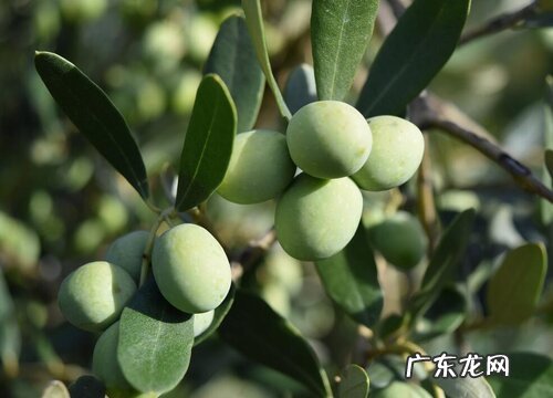 橄榄树生长在什么地方