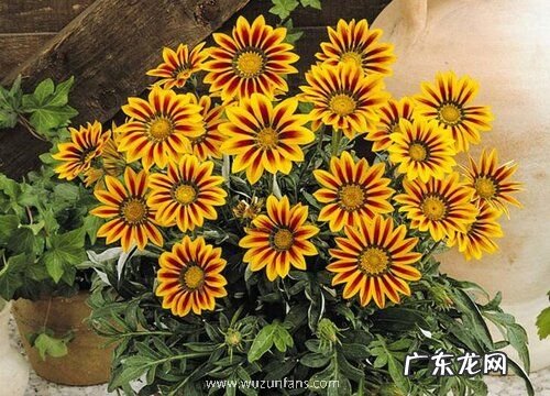 太阳花多久施一次肥 用什么肥料长得快