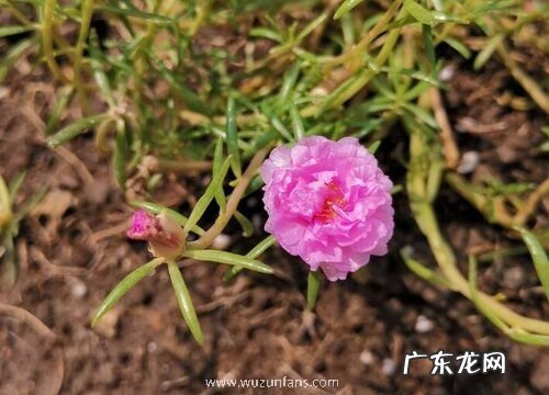 太阳花多久施一次肥 用什么肥料长得快