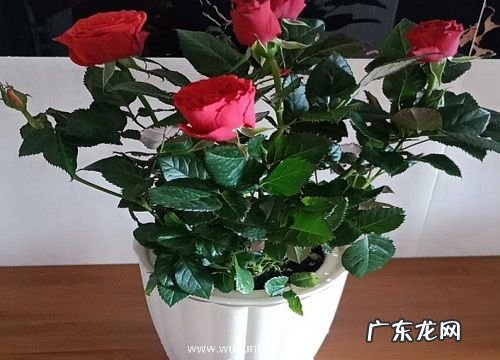 玫瑰的几点钟开花