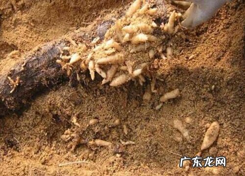 天麻生长在什么地方