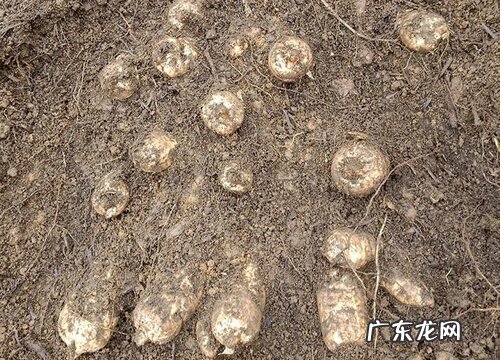 天麻生长在什么地方