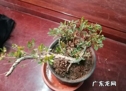 金弹子生长在什么地方