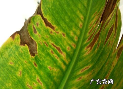 鹤望兰黄叶是怎么回事 叶子发黄原因及救治方法