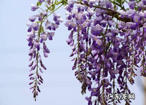 紫藤花什么品种最好