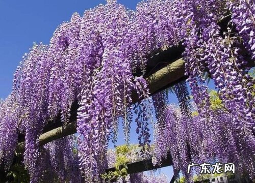 紫藤花什么品种最好