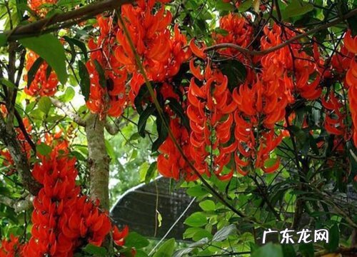 紫藤花什么品种最好