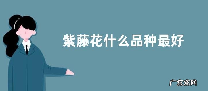 紫藤花什么品种最好