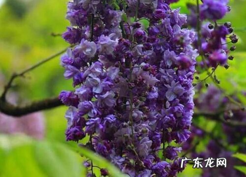 紫藤花什么品种最好