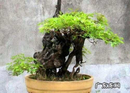 黄荆老桩养殖方法与养护事项