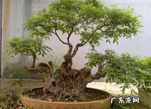 黄荆老桩养殖方法与养护事项