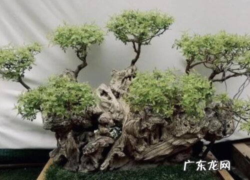 黄荆老桩养殖方法与养护事项