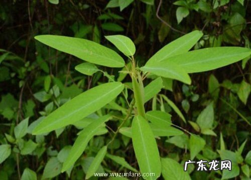 有趣的植物有哪些