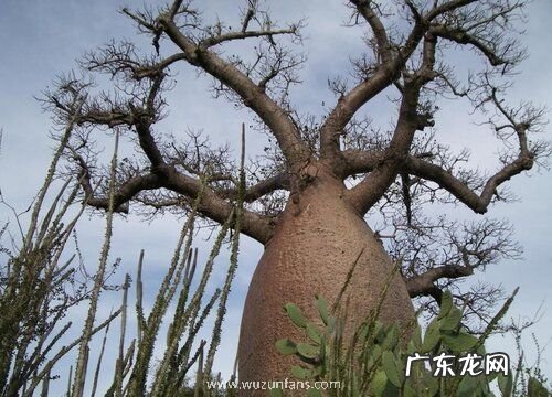 有趣的植物有哪些