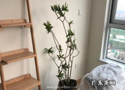 有趣的植物有哪些