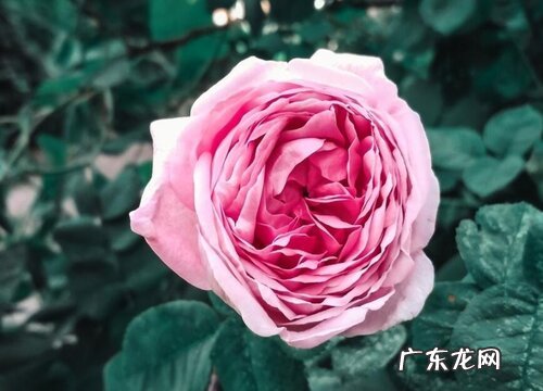 欧月多久浇一次水