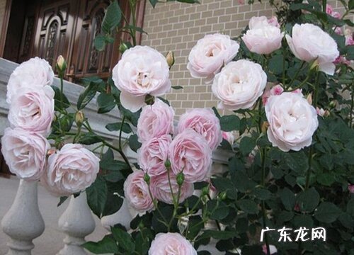 欧月多久浇一次水