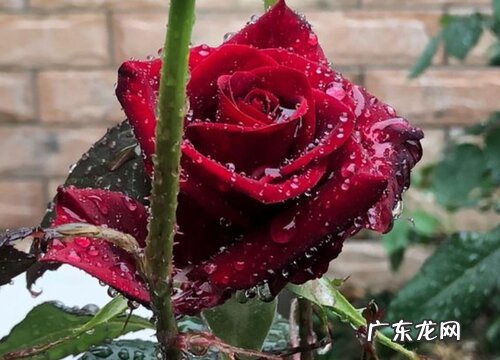 表示歉意送什么花合适