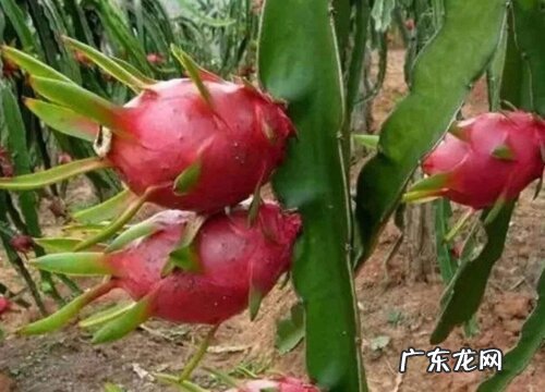 火龙果生长在什么地方