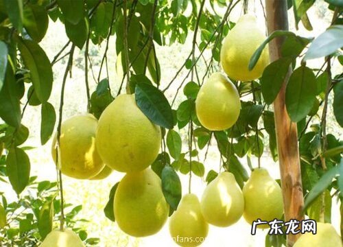 柚子生长在什么地方