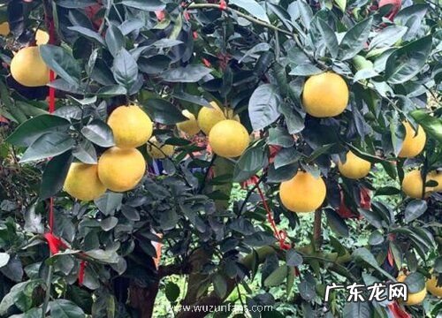 柚子生长在什么地方