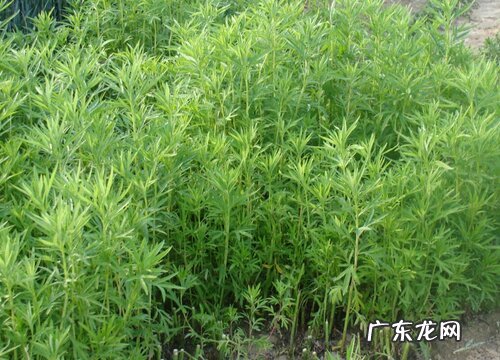 藜蒿种植时间和方法 适合什么季节种植