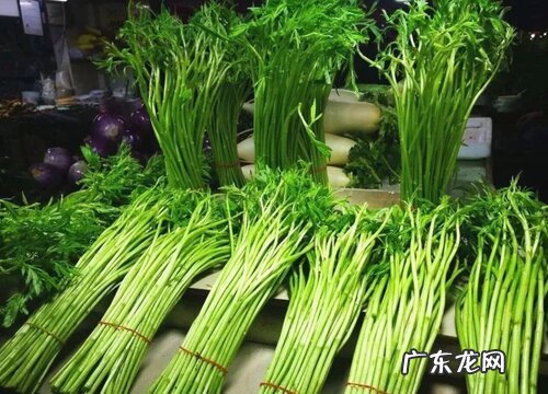 藜蒿种植时间和方法 适合什么季节种植