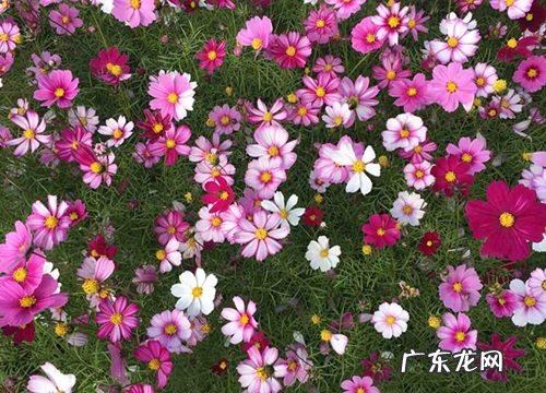格桑花生长在什么地方