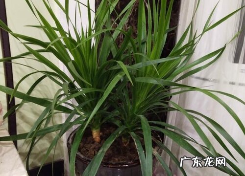 龙须树移栽注意事项 移栽最佳时间及方法