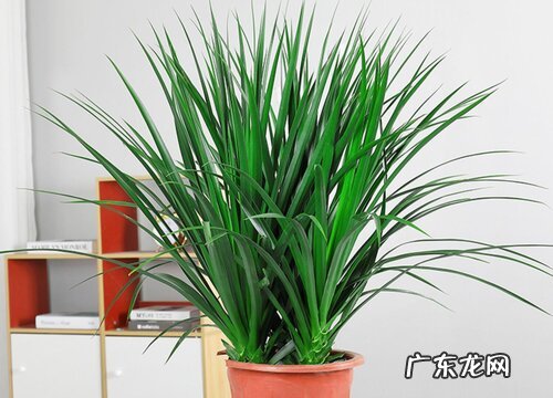 龙须树移栽注意事项 移栽最佳时间及方法