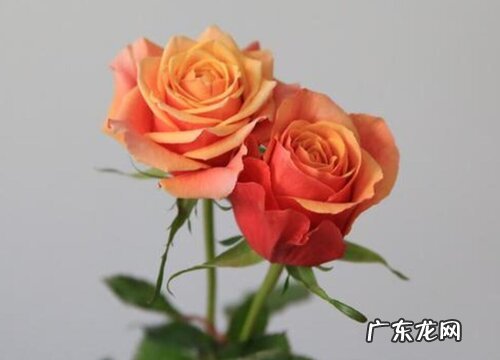 欧月什么品种最好