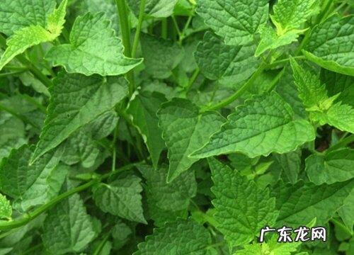 家里种藿香对风水好吗