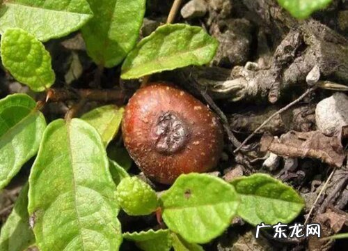 野地瓜生长在什么地方