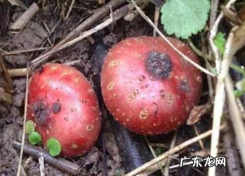 野地瓜生长在什么地方