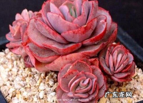 多肉几天浇一次水最好