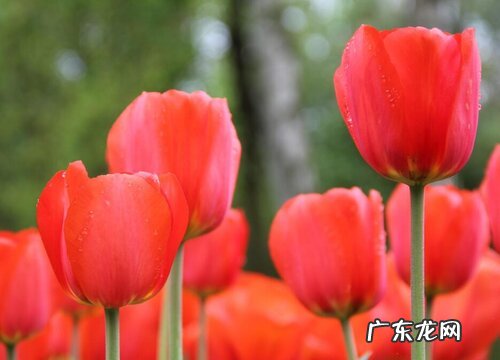 荷兰国花是什么花