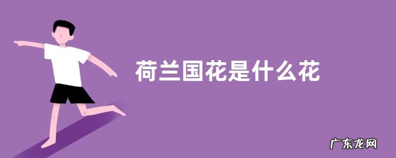 荷兰国花是什么花