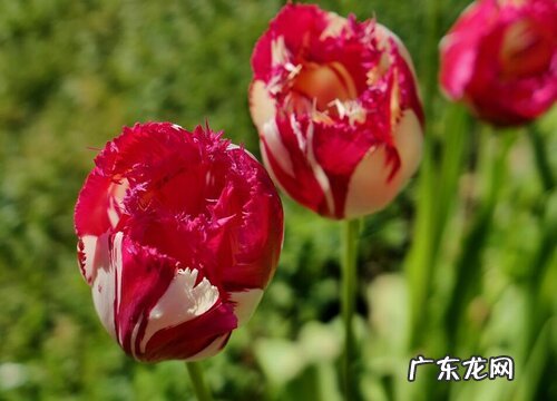 荷兰国花是什么花