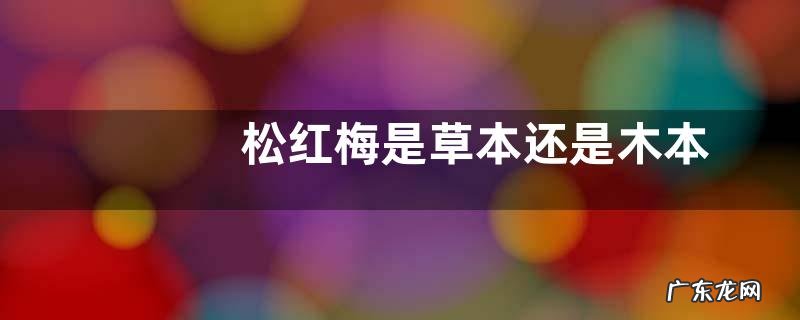 松红梅是草本还是木本