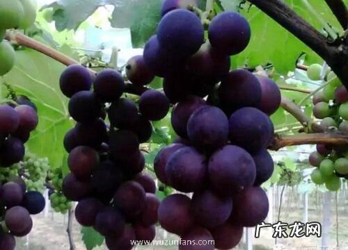 巨峰葡萄几月份开花结果