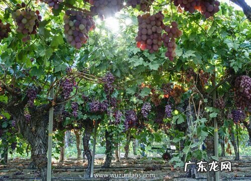 巨峰葡萄几月份开花结果