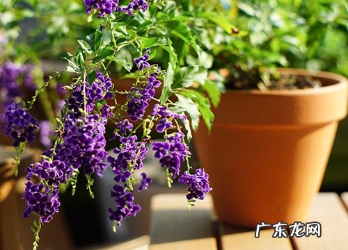 连翘是草本还是木本
