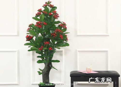 大樱桃几月份开花结果