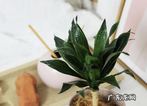 朱蕉是草本还是木本
