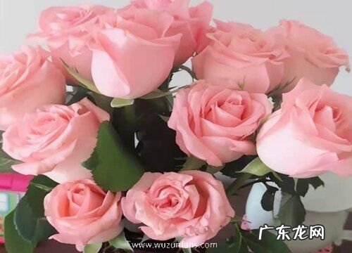 粉色玫瑰花代表什么花语