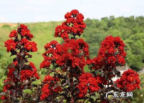 紫薇树生长环境条件及特点