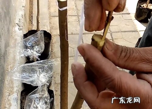 桂花树可以嫁接什么树