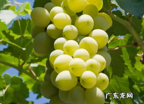 葡萄几月份开花结果