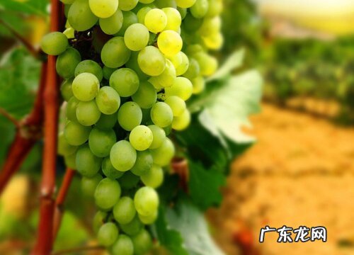 葡萄几月份开花结果