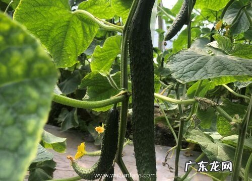 黄瓜又叫什么名字